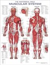 The Anatomical Male Muscular System Anatomical Chart