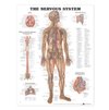 8949 The Nervous System 