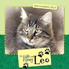 The Life and Times of Leo