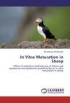 In Vitro Maturation in Sheep