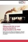Obtención de un par planta-bacteria degradadora de PAH