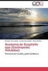 Anatomía de Scaphella spp.(Gastropoda: Volutidae)