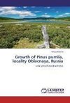 Growth of Pinus pumila, locality Oblacnaya, Russia
