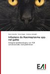 Infezione da Haemoplasma spp. nel gatto