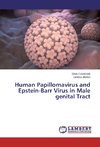 Human Papillomavirus and Epstein-Barr Virus in Male genital Tract