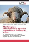 Morfología e inmunidad del aparato reproductor del macho ovino