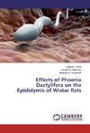 Effects of Phoenix Dactylifera on the Epididymis of Wistar Rats