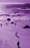 Alive! little penguin friends - Violet duotone - Photo Art Notebooks (5 x 8 series)