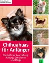Chihuahuas für Anfänger
