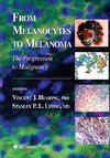 From Melanocytes to Melanoma