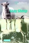 Soay Sheep