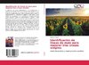 Identificación de lineas de maiz para mejorar tres cruzas simples