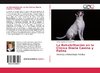 La Rehabilitación en la Clínica Diaria Canina y Felina
