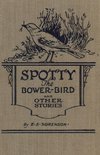 Spotty the Bower Bird
