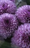 Lilac flower Journal