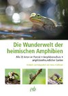 Wunderwelt heimische Amphibien