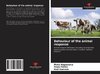 Behaviour of the animal response