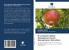 Granatapfel-Welke-Management durch Rhizosphären-Mikroflora