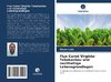 Flue Cured Virginia-Tabakanbau und nachhaltige Lebensgrundlagen