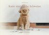 Kater sind solche Schweine.