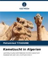 Kamelzucht in Algerien