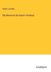 Die Nerven in der harten Hirnhaut