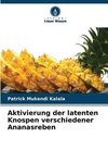 Aktivierung der latenten Knospen verschiedener Ananasreben
