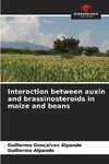 Interaction between auxin and brassinosteroids in maize and beans