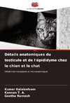 Détails anatomiques du testicule et de l'épididyme chez le chien et le chat