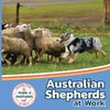 Australian Shepherds at Work