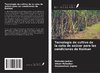 Tecnología de cultivo de la caña de azúcar para las condiciones de Konkan