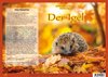 Natur-Kamishibai / Der Igel - Natur-Kamishibai