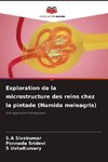 Exploration de la microstructure des reins chez la pintade (Numida meleagris)