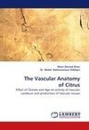 The Vascular Anatomy of Citrus