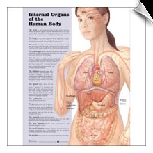 Internal Organs of the Human Body (chart)