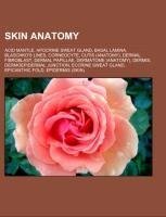 Skin anatomy