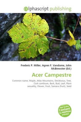 Acer Campestre