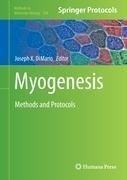 Myogenesis
