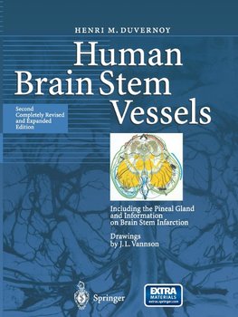 Human Brain Stem Vessels