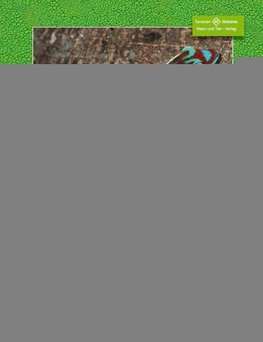 Taggeckos der Gattung Phelsuma