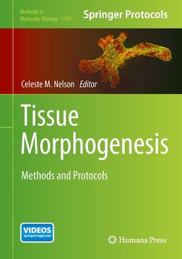 Tissue Morphogenesis