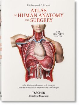 Bourgery