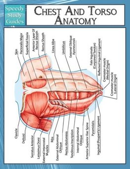 Chest And Torso Anatomy  (Speedy Study Guide)