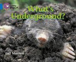 BIG CAT -  WHATS UNDERGROUND
