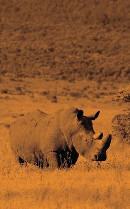 Alive! white rhino - Sepia - Photo Art Notebooks (5 x 8 series)