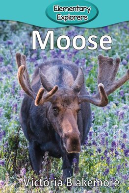 Moose