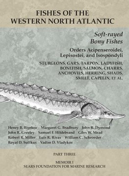 Soft-rayed Bony Fishes