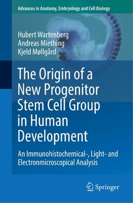 The Origin of a New Progenitor Stem Cell Group in Human Development