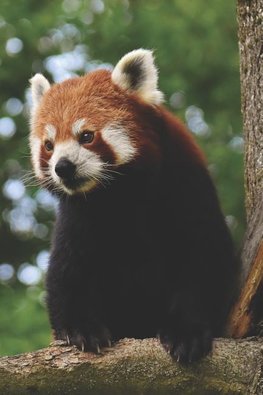 Katzenbär Notizbuch: Tagebuch / Malbuch Blanko Ohne Zeilen Mit Rotem Panda ALS Motiv - 120 Seiten - Lustiges Geschenk Für Pandafreunde