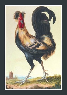 Carnet ligné, Coq